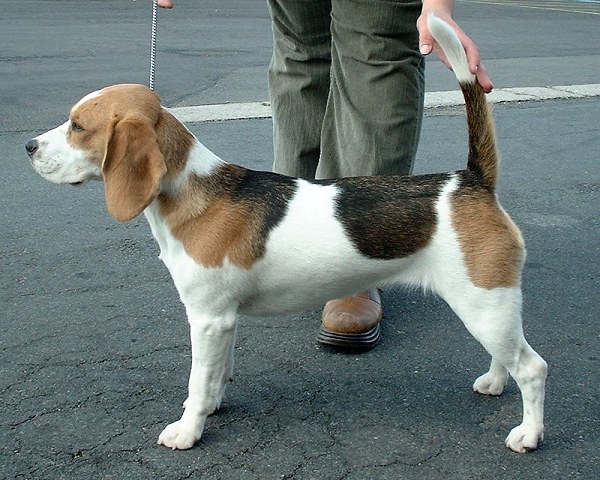 Beagle Health Problems: Conditions, Genetic Tests, and Screening Guide