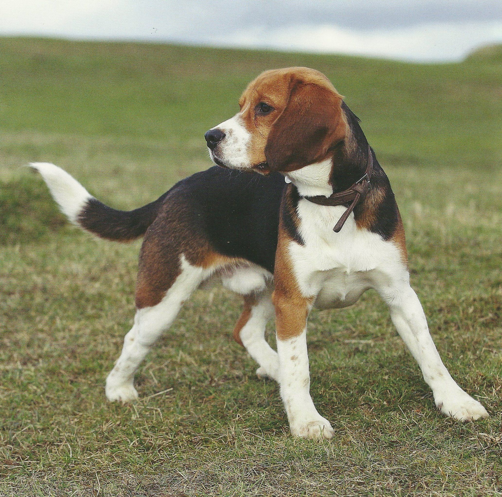 Beagle