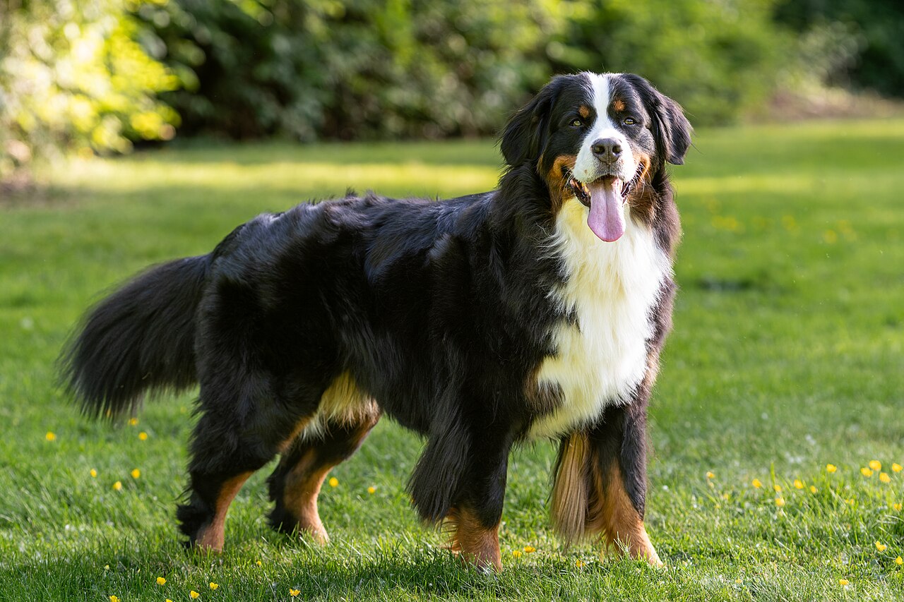 Bernese Mountain Dog: Complete Breed Guide