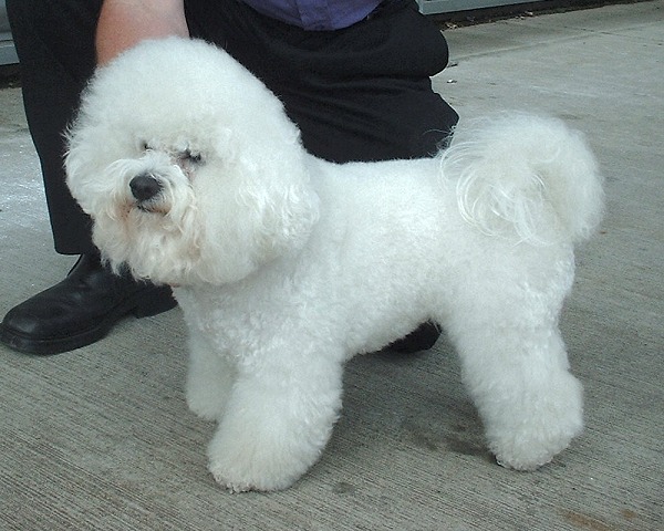 Bichon Frise: Complete Breed Guide