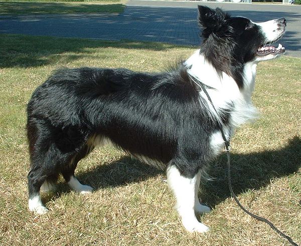 Border Collie: Complete Breed Guide