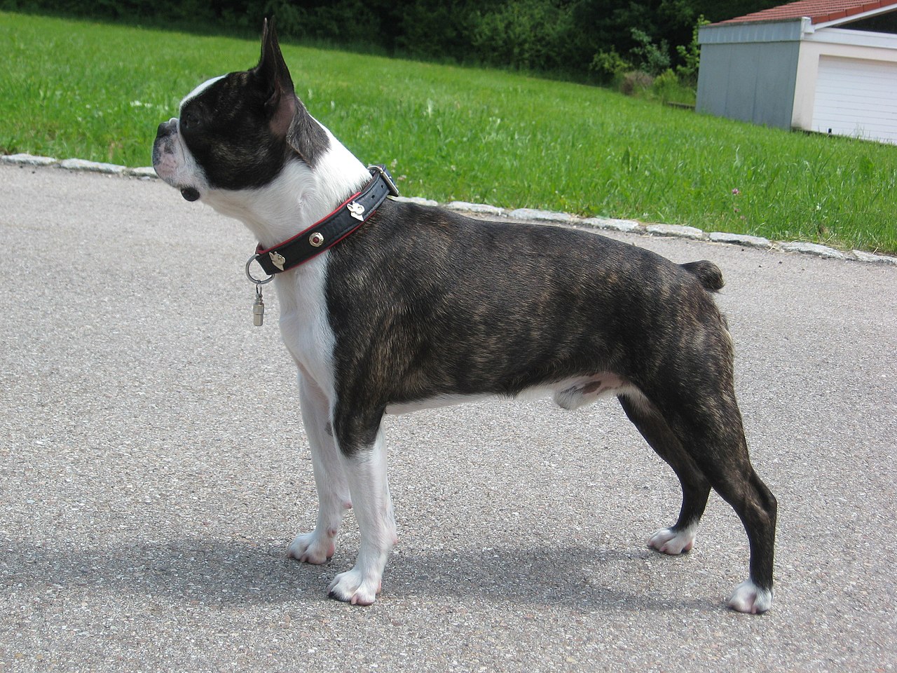 Boston Terrier: Complete Breed Guide
