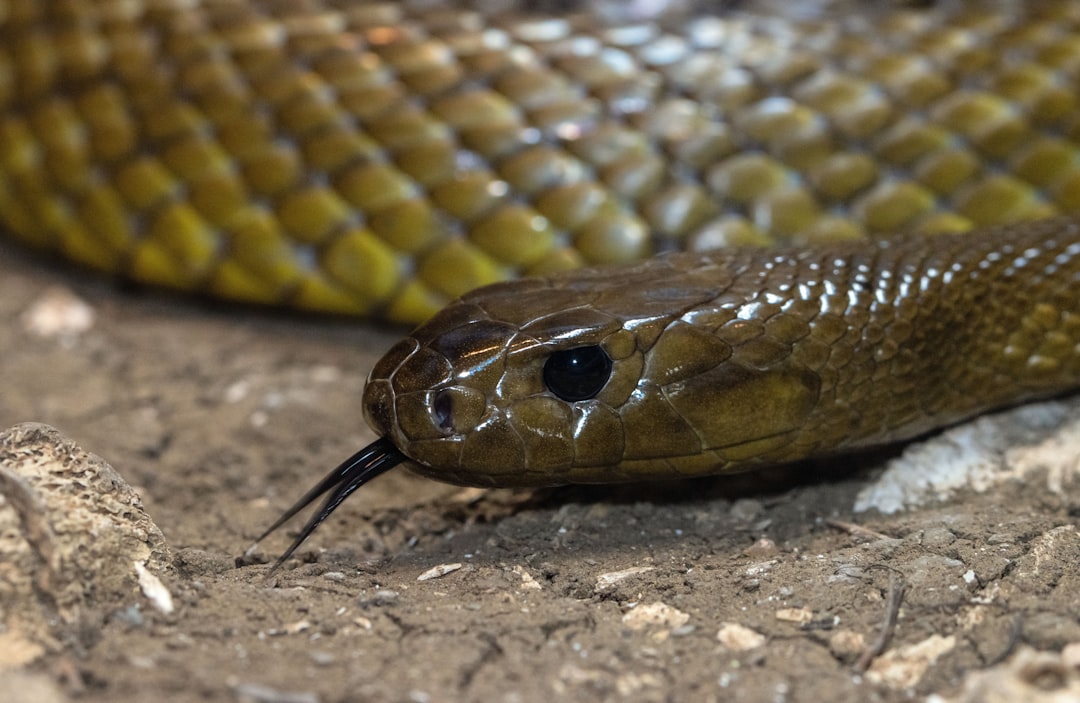 Most Venomous Snakes Ranked by LD50: A Toxicological Survey