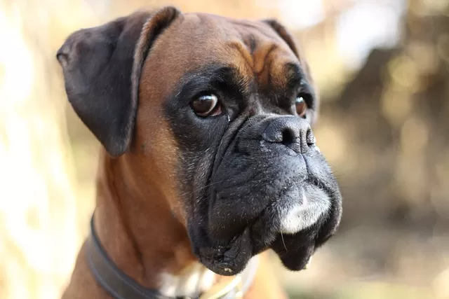 Complete Boxer Dog Breed Overview