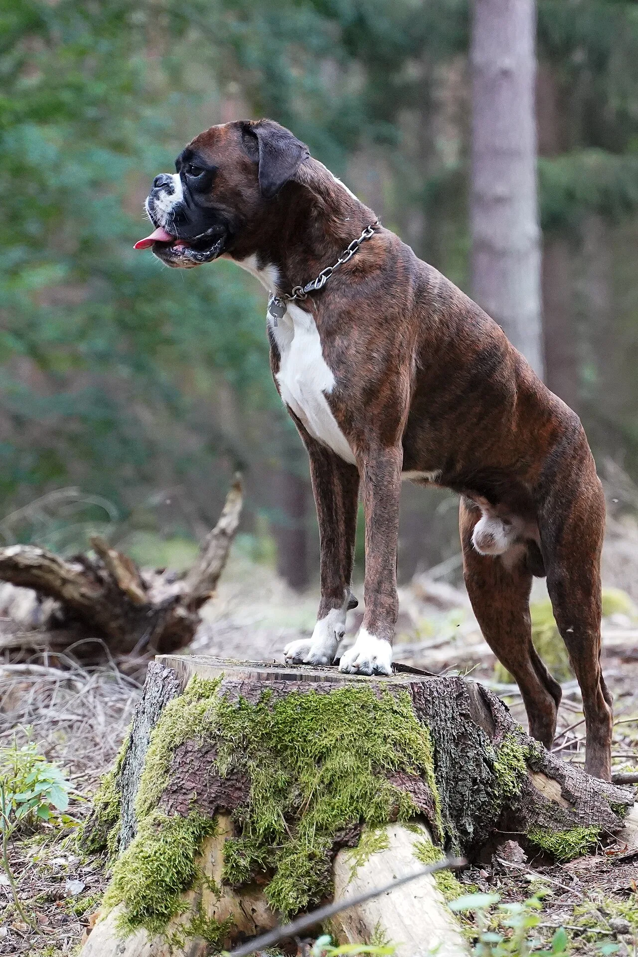 Complete Boxer Dog Breed Overview