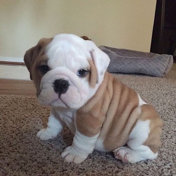 Bulldog (English Bulldog)
