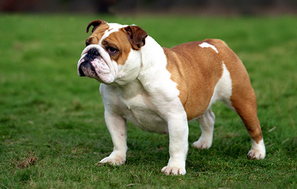 Bulldog (English Bulldog)