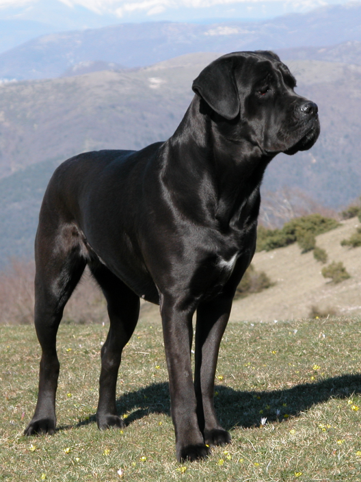 Cane Corso: Complete Breed Guide