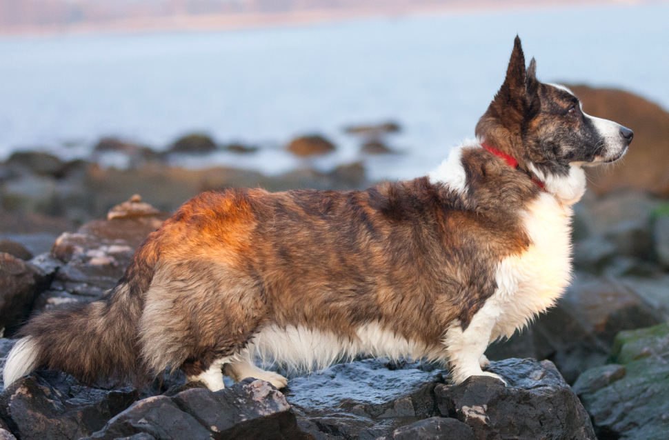 Cardigan Welsh Corgi: Complete Breed Guide