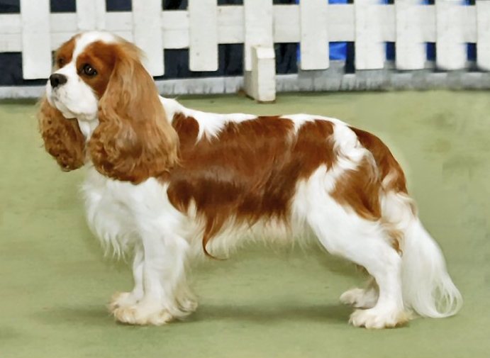 Cavalier King Charles Spaniel: Complete Breed Guide