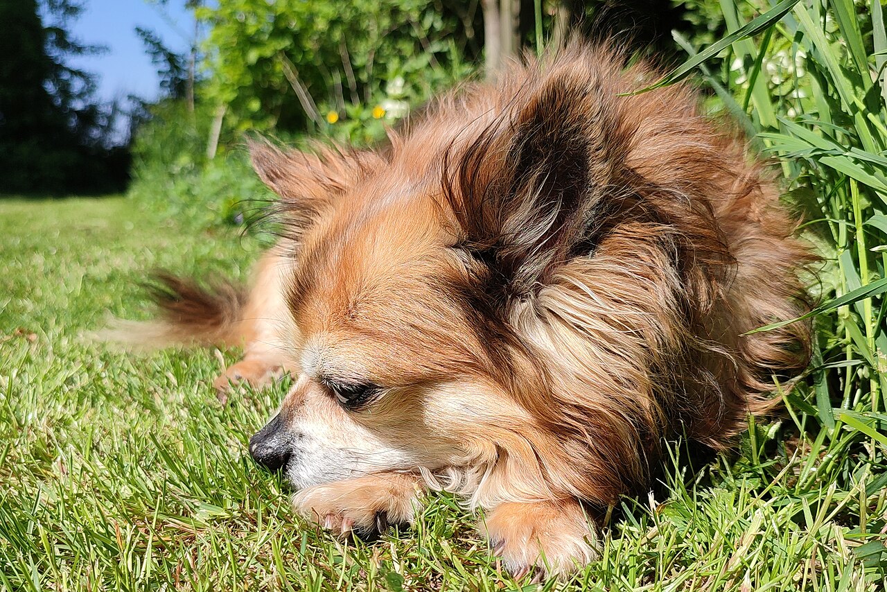 Chihuahua: Complete Breed Guide