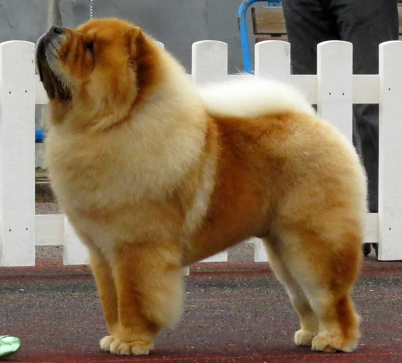 Complete Chow Chow Breed Guide