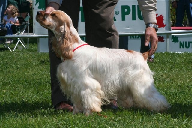 Cocker Spaniel: Complete Breed Guide