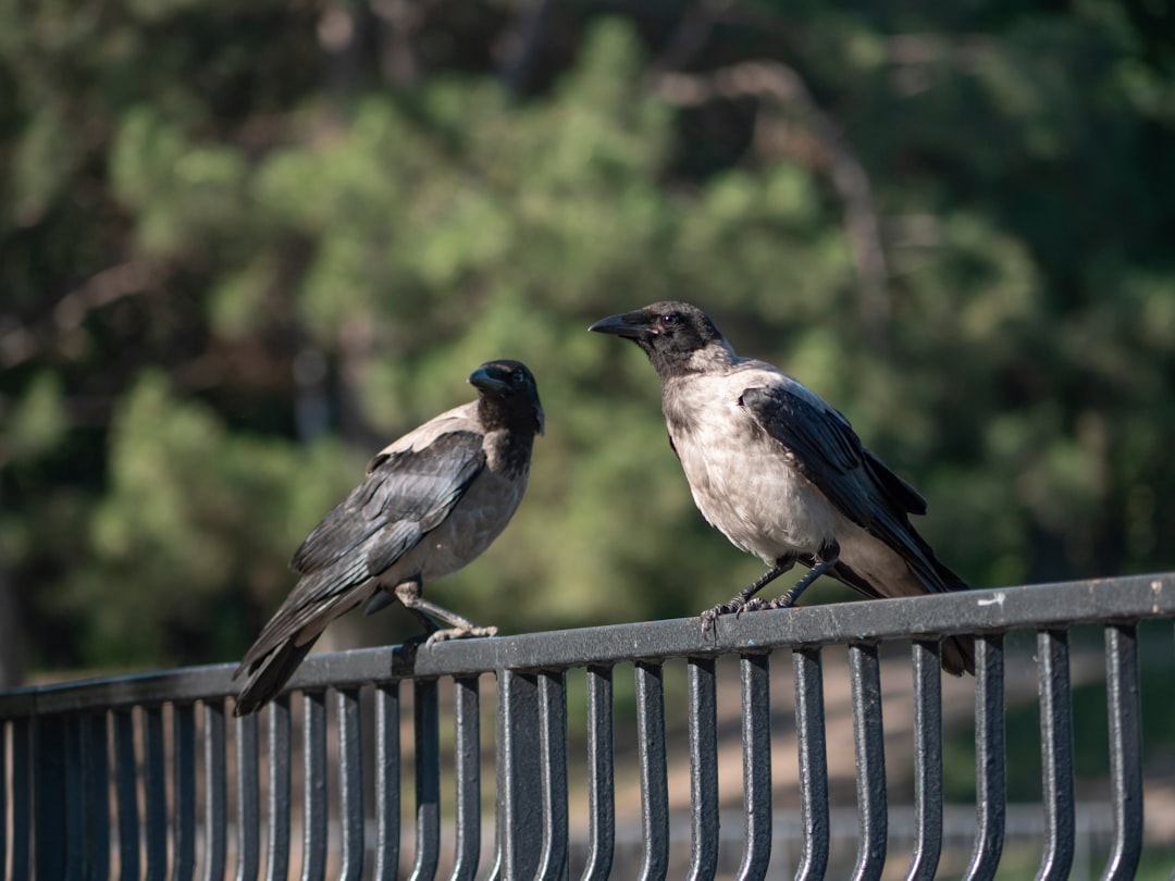 Crows and Ravens: Cognitive Abilities That Rival Primates