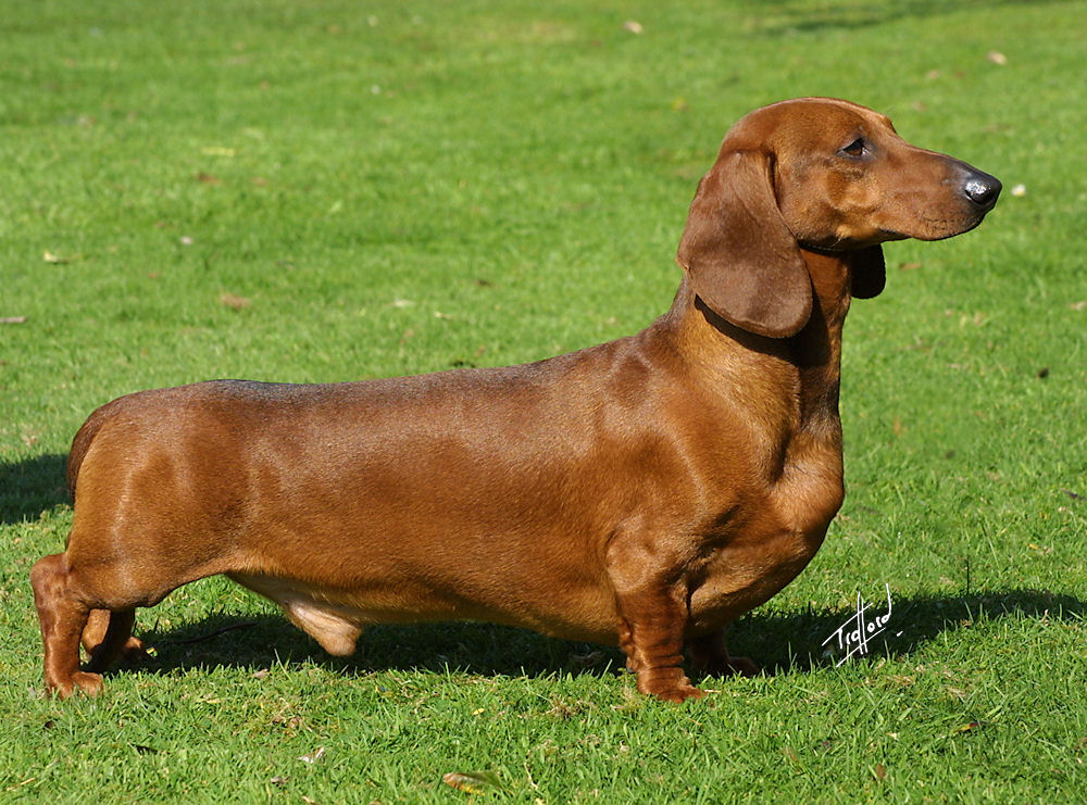Dachshund Health Problems: Back Disease, PRA, Lafora, and Screening Guide