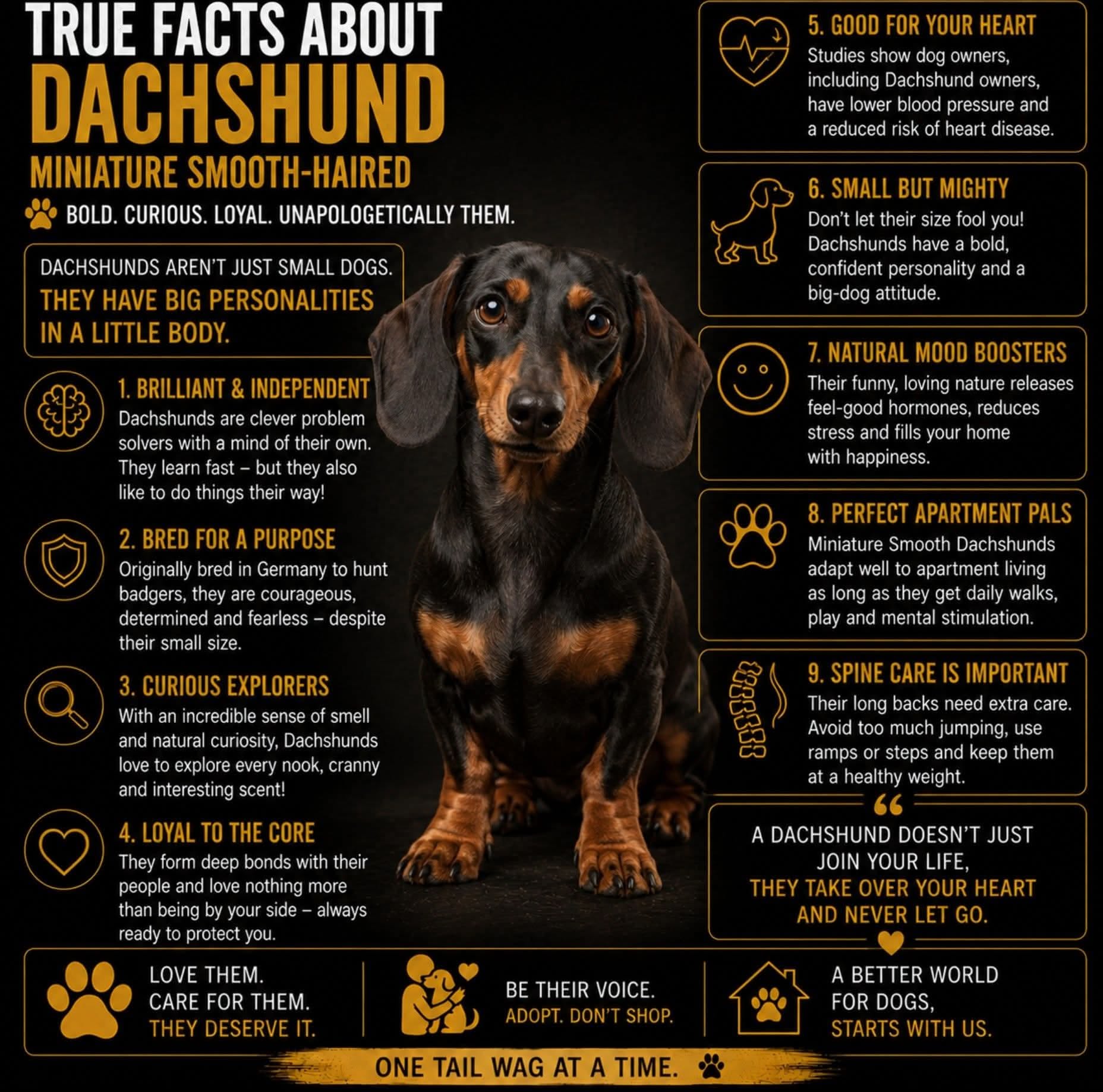 Comprehensive Dachshund Breed Insights