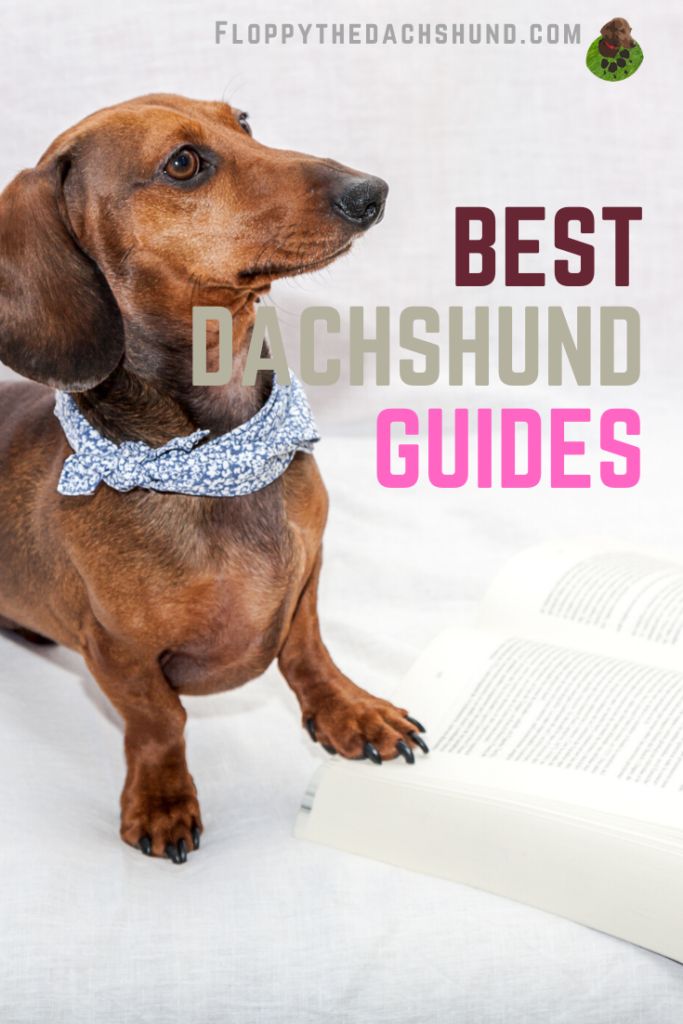 Comprehensive Dachshund Breed Insights