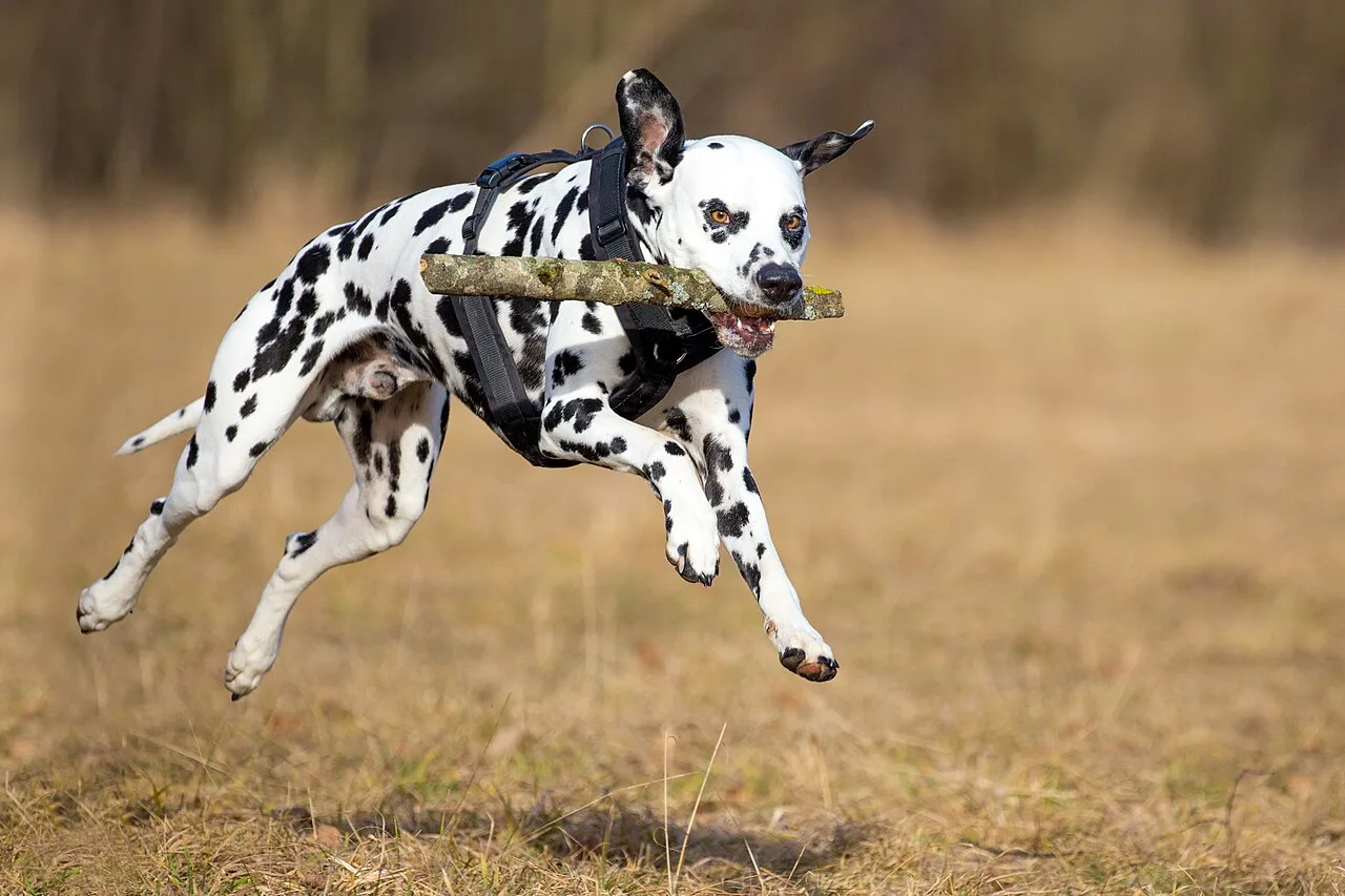 Complete Dalmatian Breed Overview