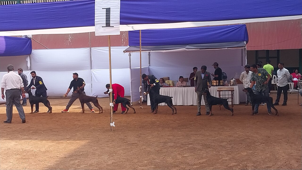 Doberman Pinscher
