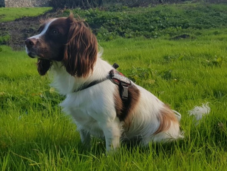 English Springer Spaniel: Complete Breed Guide