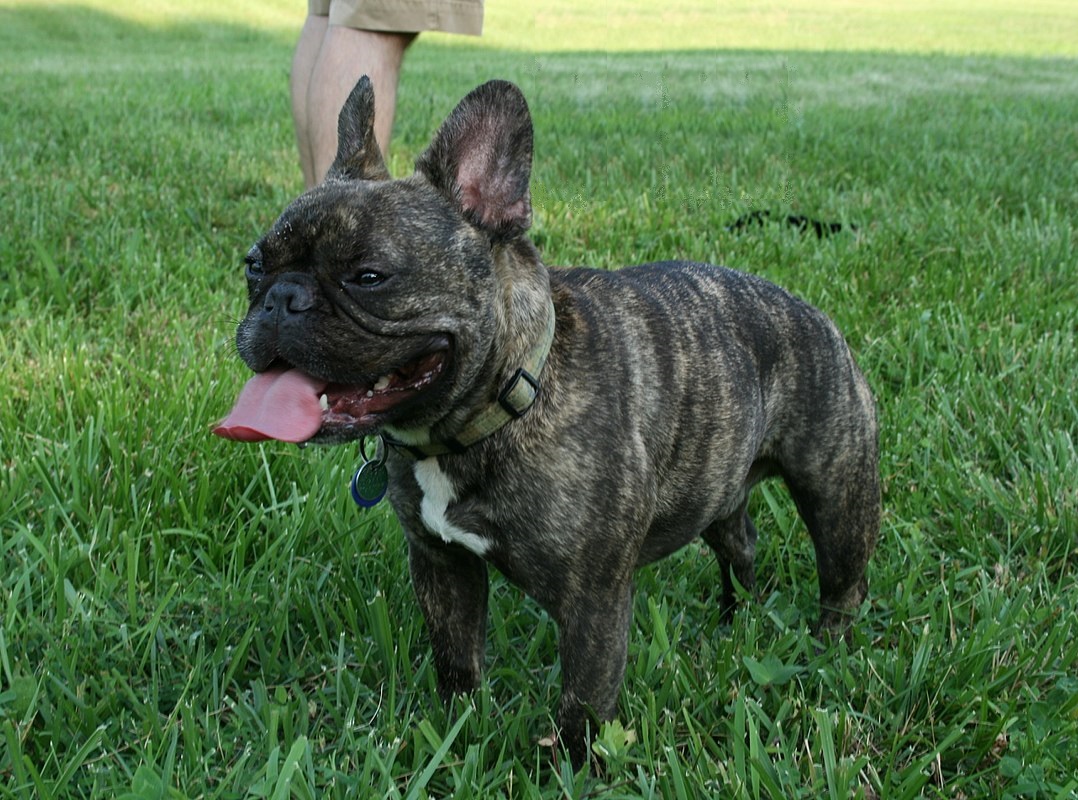 French Bulldog Health Problems