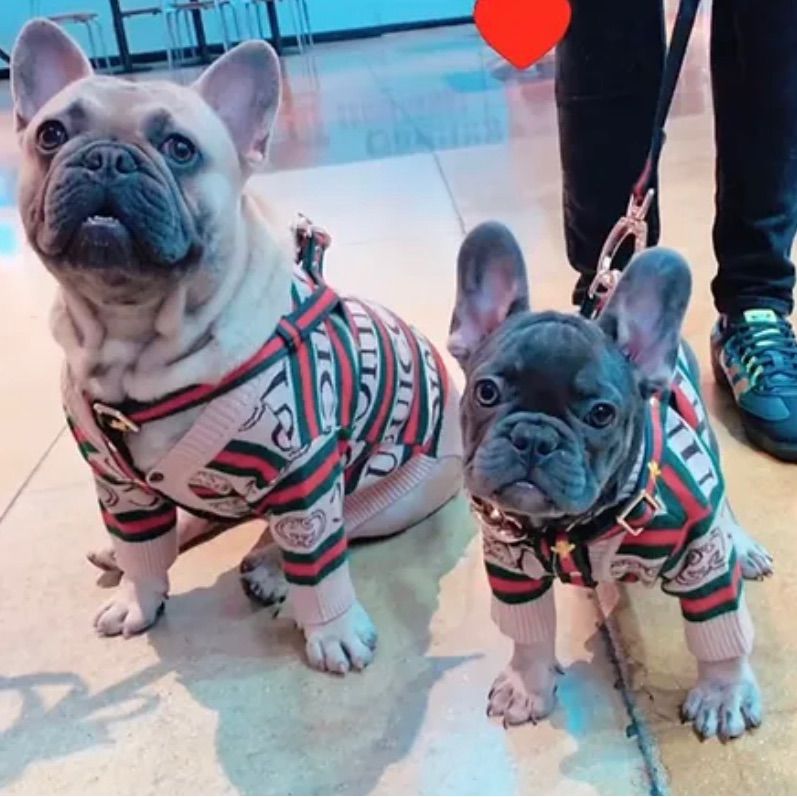French Bulldog