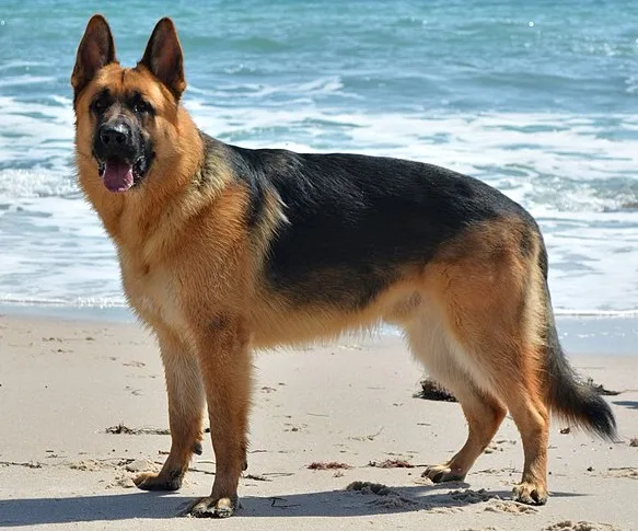 German Shepherd Health Problems: Comprehensive Insights