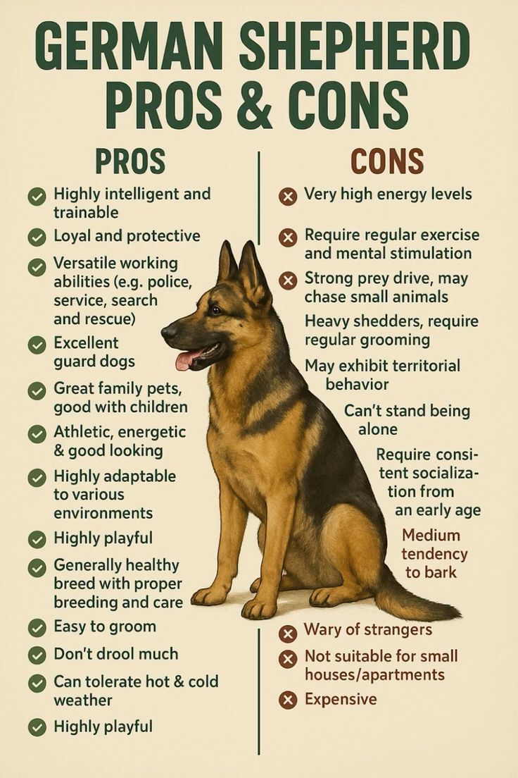 Complete Guide to German Shepherds