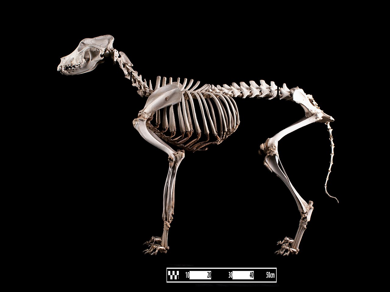 German Shepherd Dog