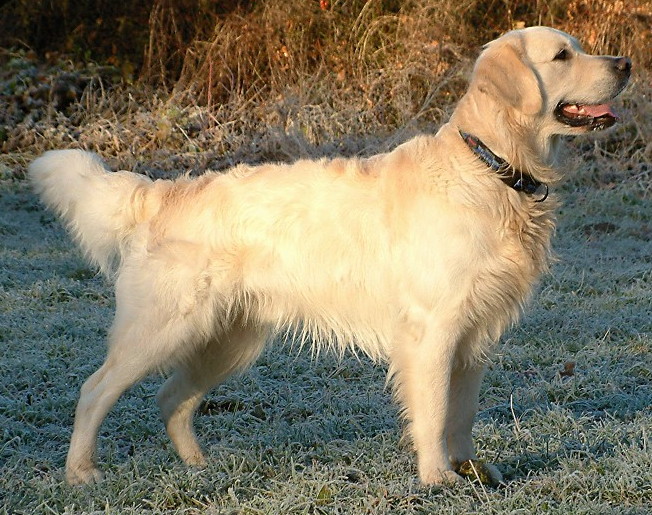 Golden Retriever Health Problems