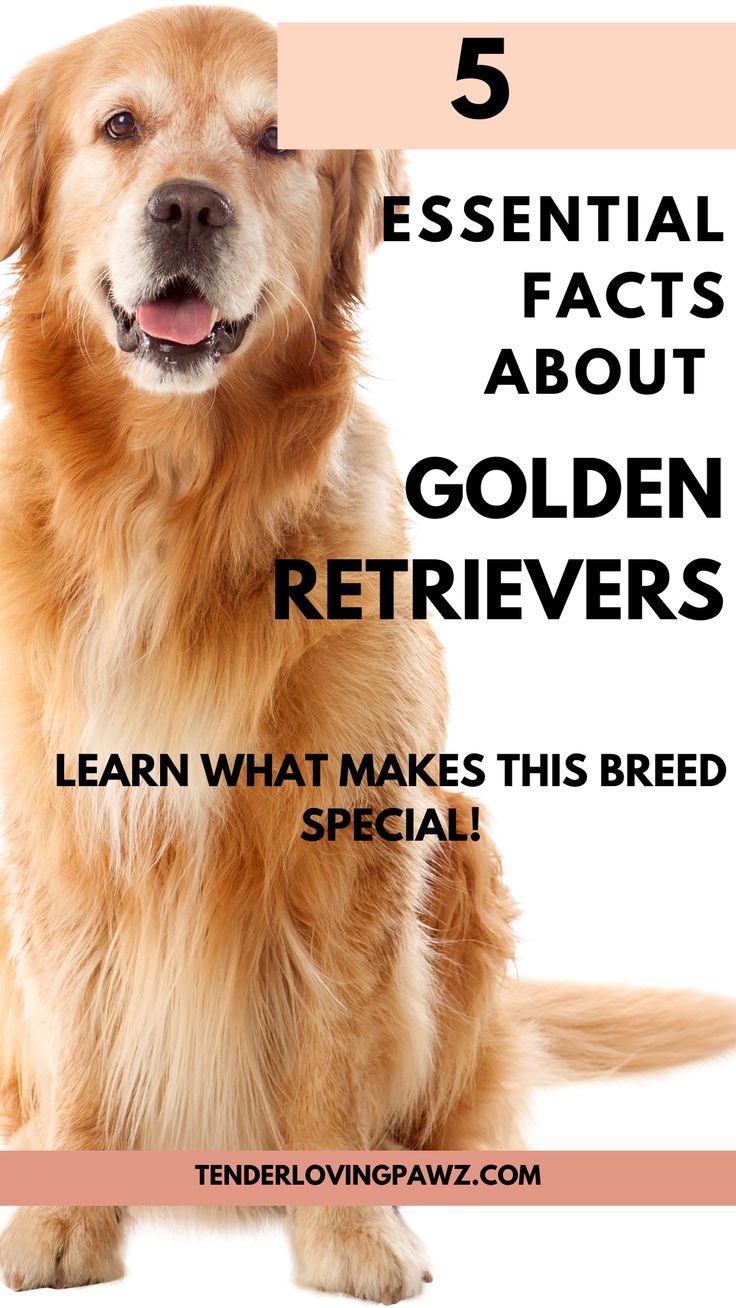 Comprehensive Guide to Golden Retrievers