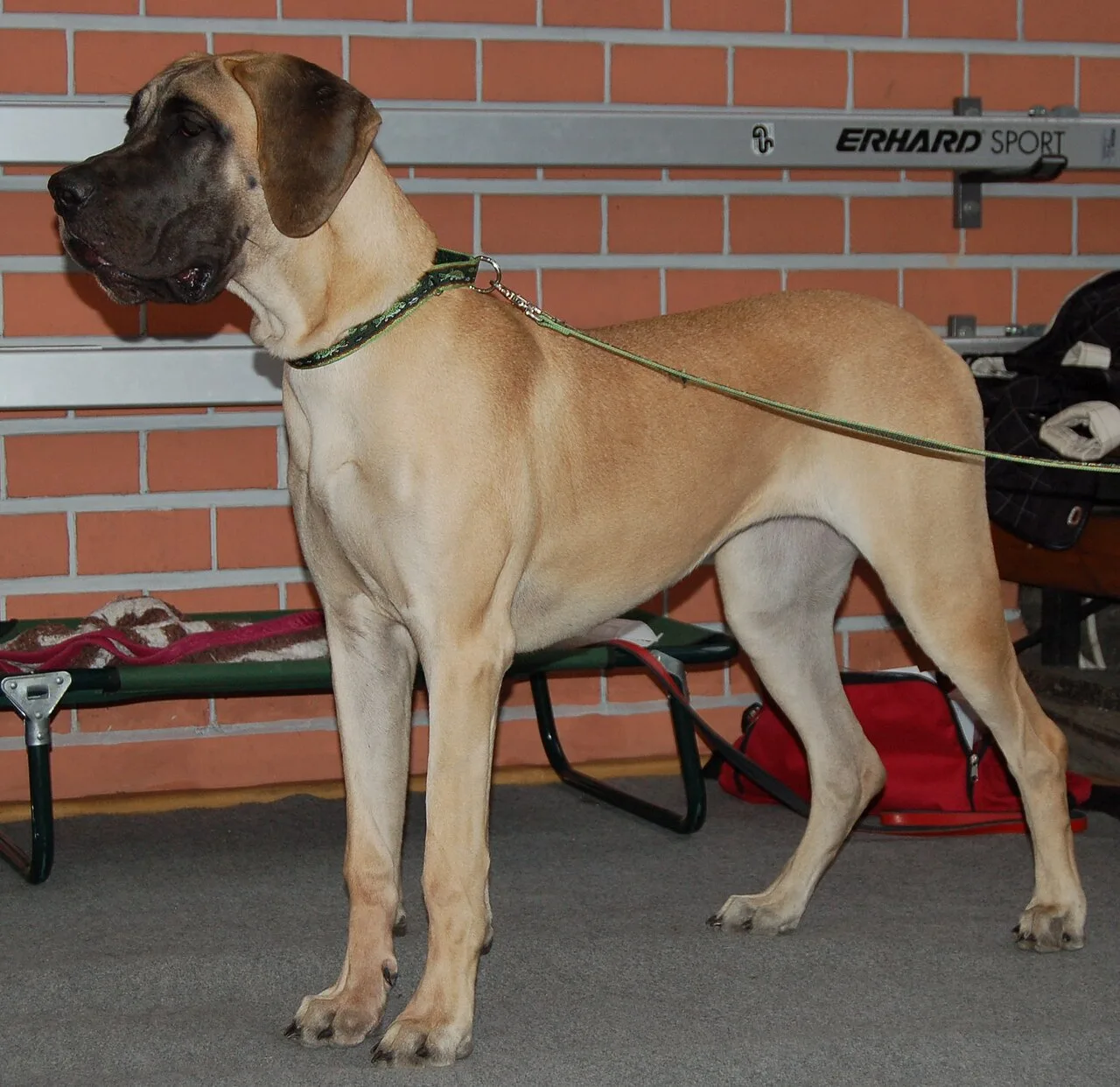 Complete Great Dane Breed Overview