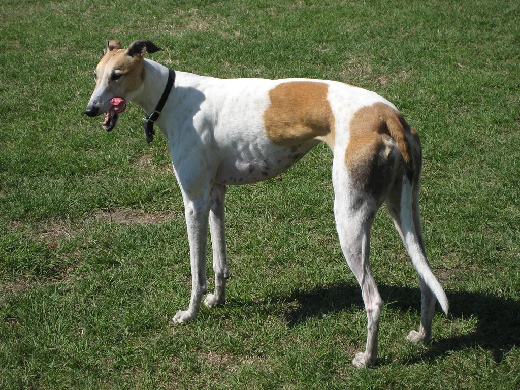 Complete Greyhound Breed Guide