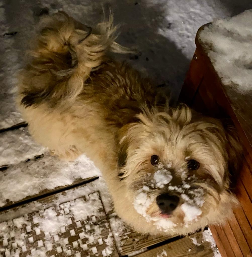 Havanese: Complete Breed Guide
