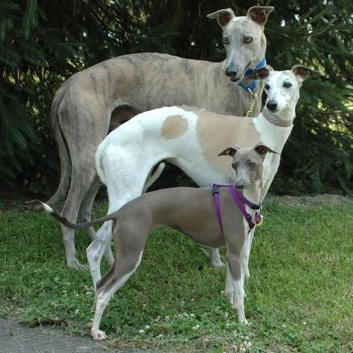 Italian Greyhound: Essential Breed Guide