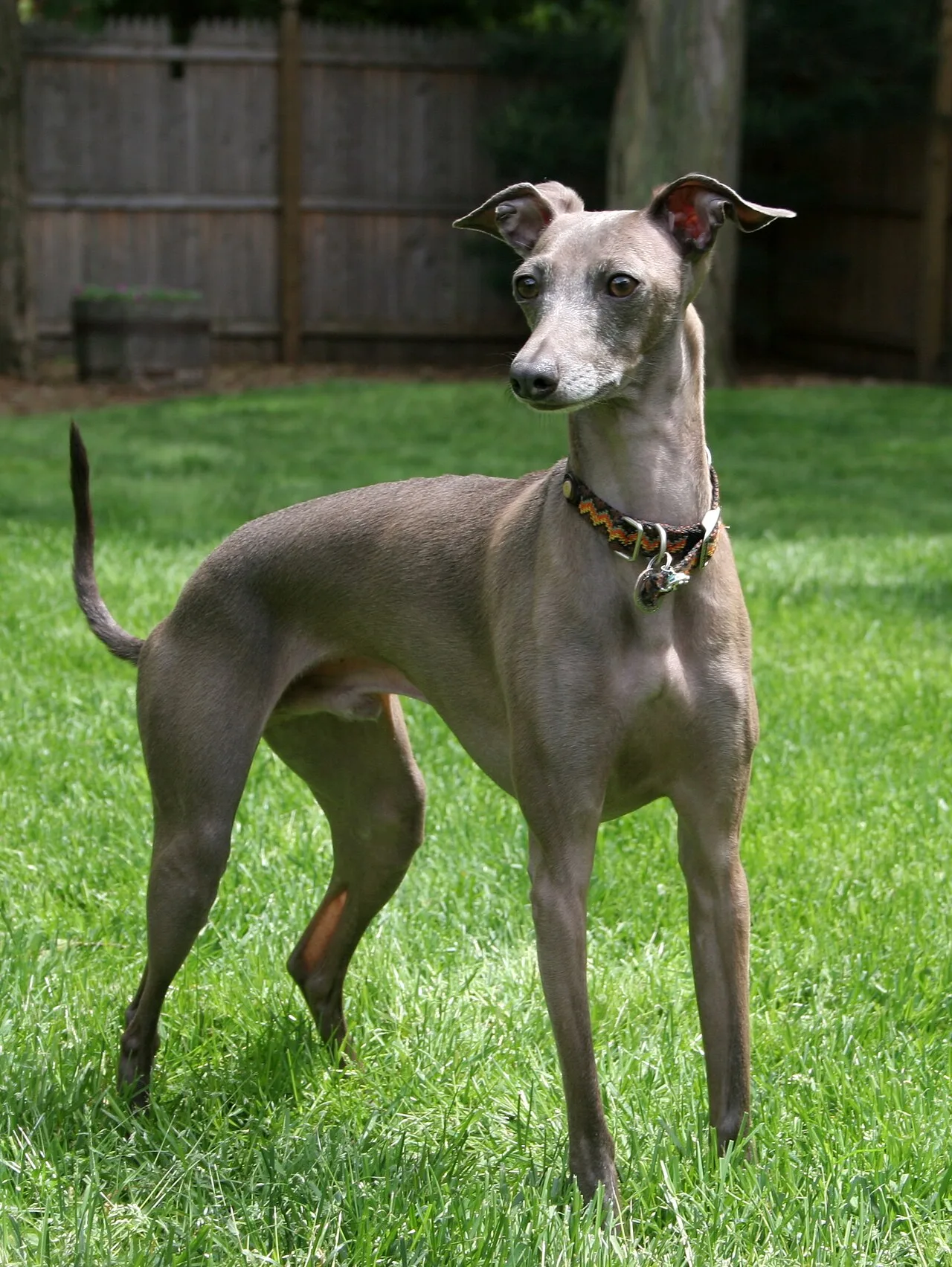 Italian Greyhound: Essential Breed Guide