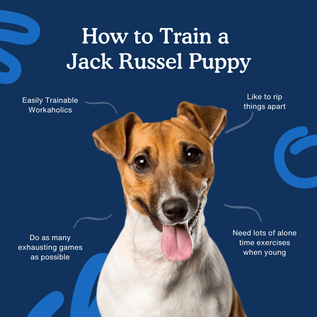 Complete Guide to Jack Russell Terriers