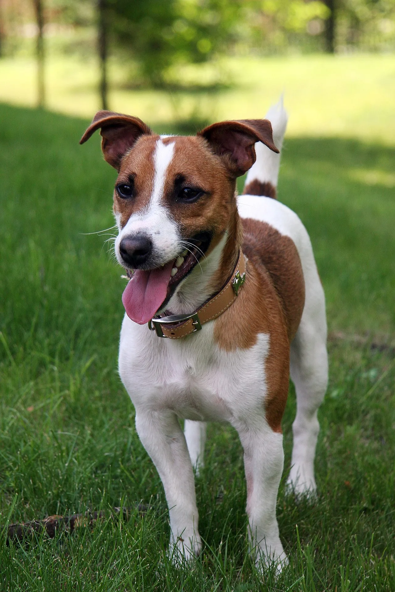 Complete Guide to Jack Russell Terriers
