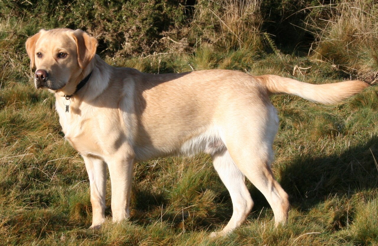 Labrador Retriever Health Problems