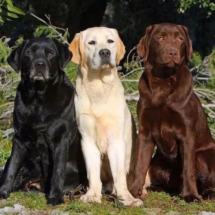 Labrador Retriever