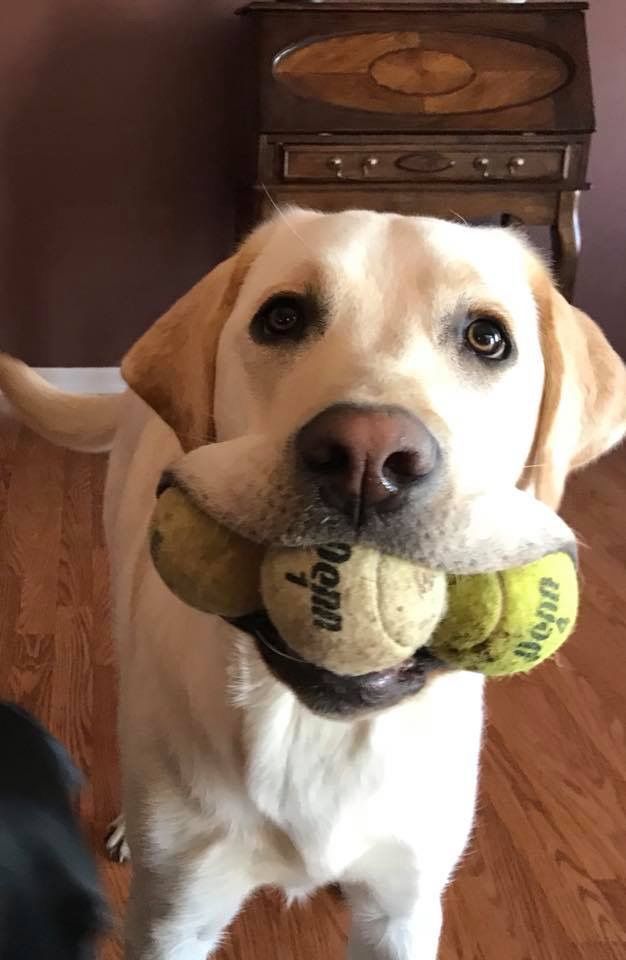 Labrador Retriever