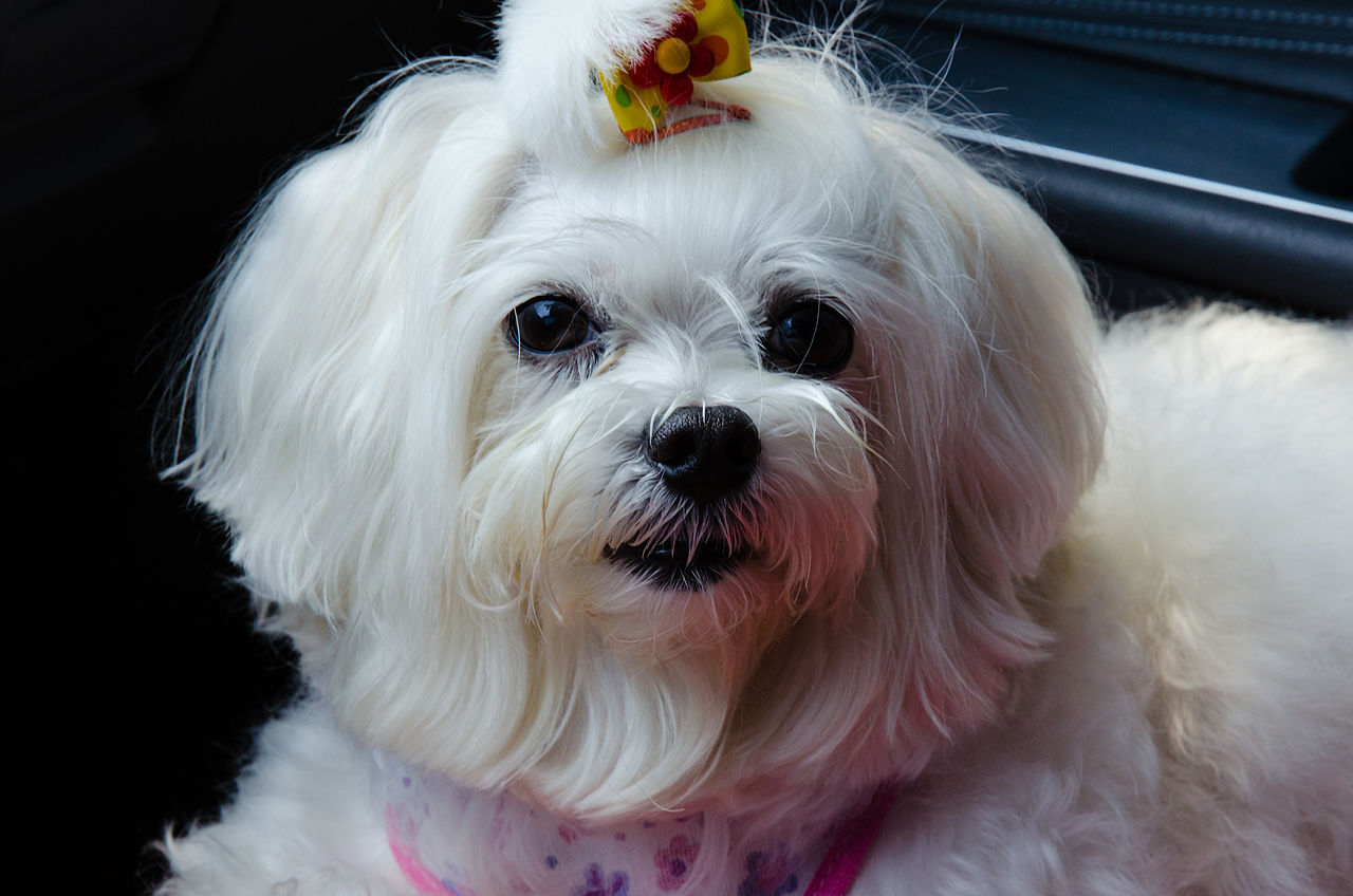 Maltese: Complete Breed Guide