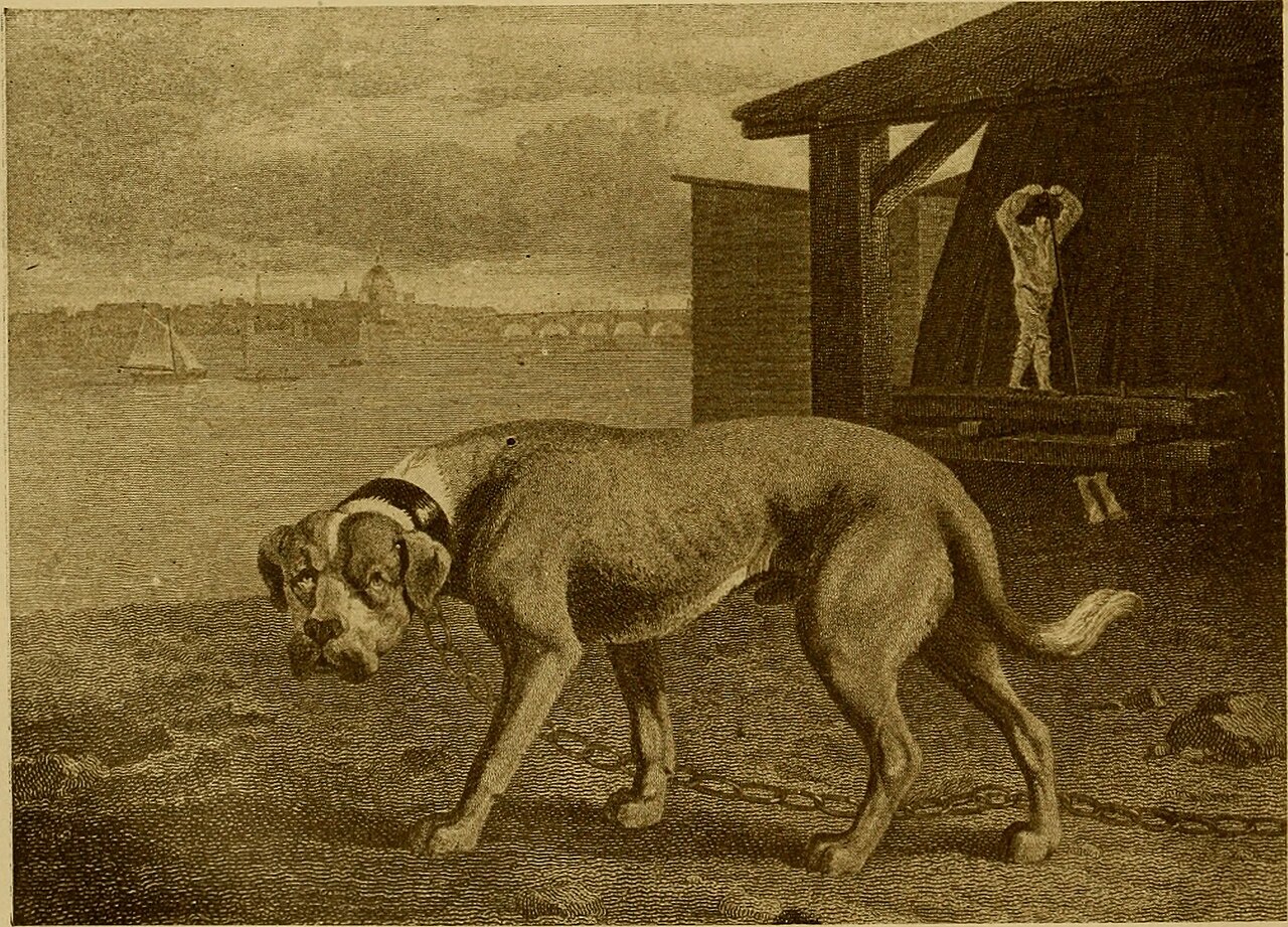 Mastiff (English Mastiff): Complete Breed Guide