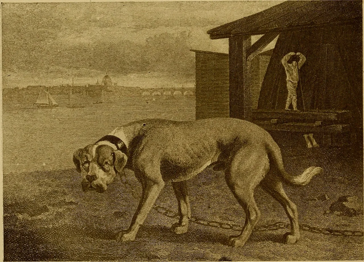 English Mastiff Complete Breed Overview