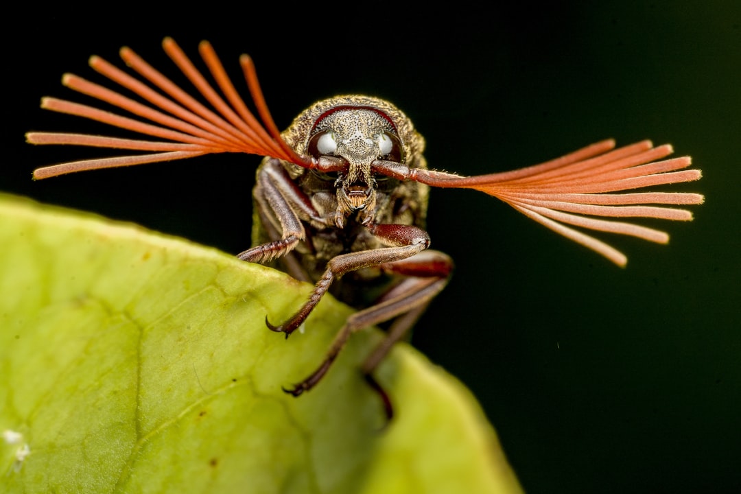 Insect Superpowers: Abilities That Defy Belief