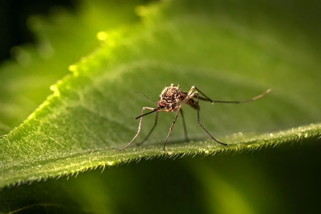 Mosquitoes: The Deadliest Animal on Earth