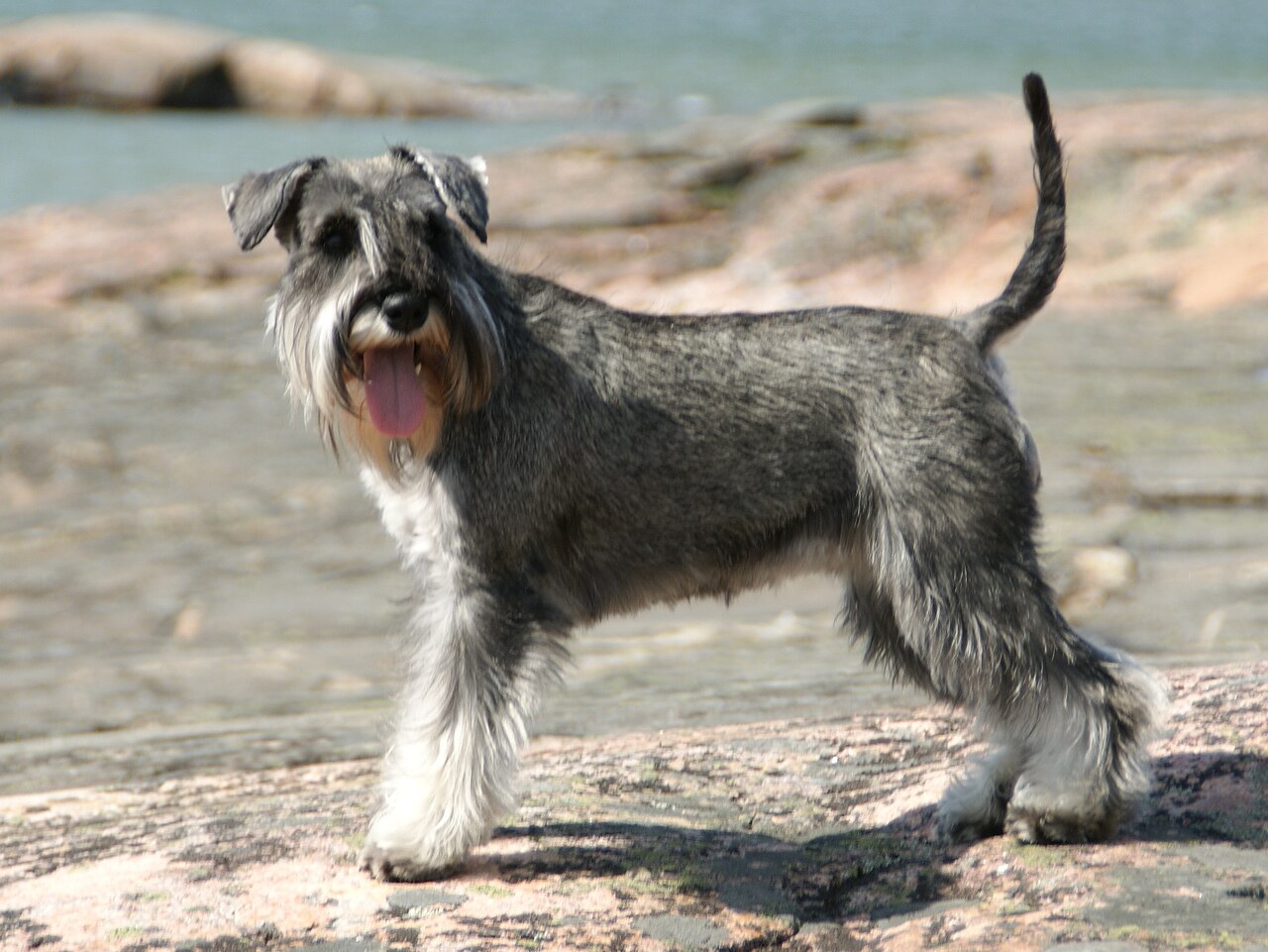 Miniature Schnauzer: Complete Breed Guide