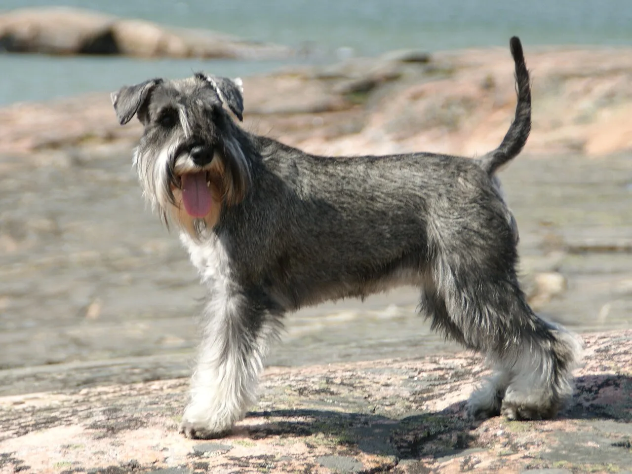 Miniature Schnauzer: Complete Breed Guide