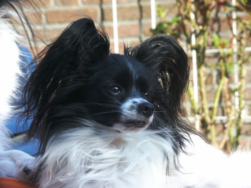 Papillon: Complete Breed Guide