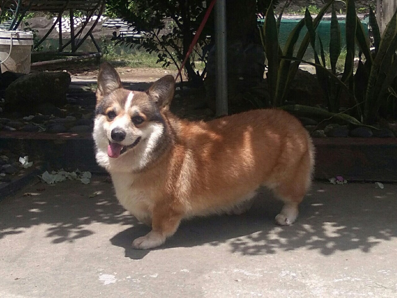 Pembroke Welsh Corgi: Complete Breed Guide